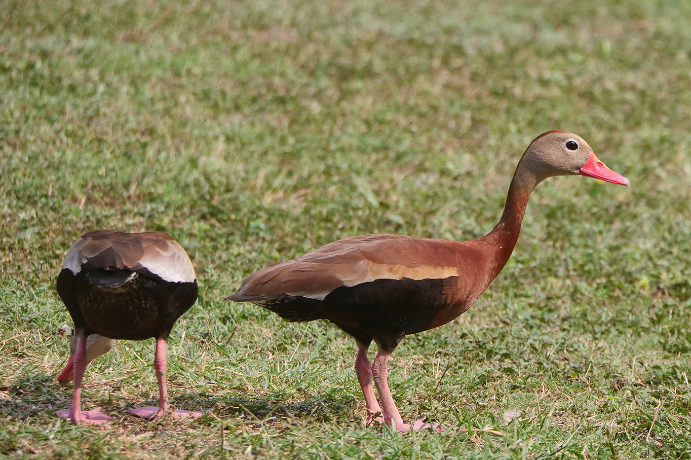 Black-bellied Whistling Duck